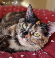 FOXY & CANELA - SIND SIE NICHT EIN UNWIEDERSTEHLICHES DUO ?