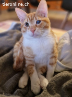 FOXY & CANELA - SIND SIE NICHT EIN UNWIEDERSTEHLICHES DUO ?