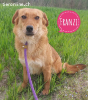 Franzi - eine Nähe-bedürftige Hündin