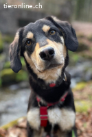 Franzl (1 Jahr) sucht seine Familie