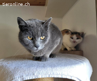 Frau Büsi, 6-7 J, sucht feinfühlige ruhige Menschen