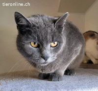 Frau Büsi, 6-7 J, sucht feinfühlige ruhige Menschen