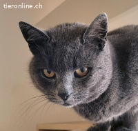 Frau Büsi, 6-7 J, sucht feinfühlige ruhige Menschen