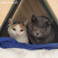 Frau Büsi, 6-7 J, sucht feinfühlige ruhige Menschen