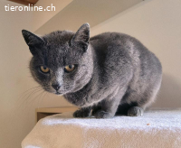 Frau Büsi, ca 6-7 Jahre, weibl, kastr, weiss, was sie will