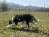 Frecher Charmeur Rocko sucht seine Herzensmenschen