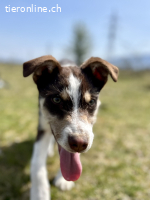 Frecher Charmeur Rocko sucht seine Herzensmenschen