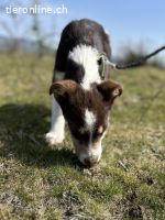Frecher Charmeur Rocko sucht seine Herzensmenschen