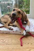 Freddi (3 Jahre) - ein richtig toller Hundekumpel