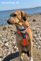 Freddi (3 Jahre) - ein richtig toller Hundekumpel