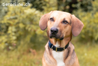 Freddi (3 Jahre) - ein richtig toller Hundekumpel