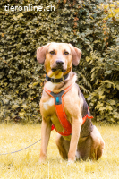 Freddi (3 Jahre) - ein richtig toller Hundekumpel