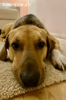 Freddi (3 Jahre) - ein richtig toller Hundekumpel