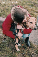 Freddi (3 Jahre) - ein richtig toller Hundekumpel