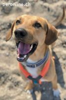 Freddi (ca 3. Jahre) – ein richtig toller Hundekumpel