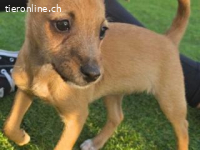 Fresa - zarte Beobachterin mit sanftem Wesen