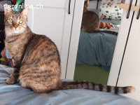 Freundliche Amara wartet auf ein liebevolles Zuhause