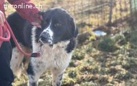 freundlicher Jules sucht ein XL-Körbchen