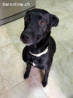 Freya- ruhig, klug und voller Liebe