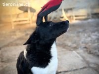 Frici – Tierheim Tamási