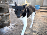 Frici – Tierheim Tamási