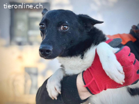 Frici – Tierheim Tamási