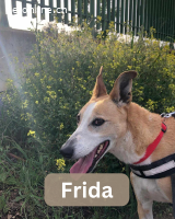 Frida, w./kastr., geb. 01.08.2017, Größe: 55 cm/26 kg
