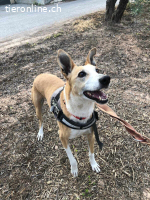 Frida, w./kastr., geb. 01.08.2017, Größe: 55 cm/26 kg