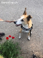 Frida, w./kastr., geb. 01.08.2017, Größe: 55 cm/26 kg