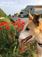 Frida, w./kastr., geb. 01.08.2017, Größe: 55 cm/26 kg