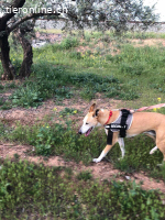 Frida, w./kastr., geb. 01.08.2017, Größe: 55 cm/26 kg