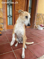 Frida, w./kastr., geb. 01.08.2017, Größe: 55 cm/26 kg