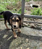 Frieda die freundliche