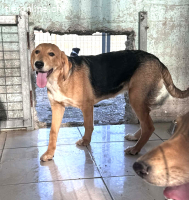 Frieda die freundliche