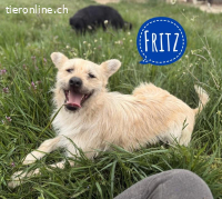 Fritz ein feiner Bub
