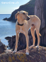 Fröhlich, sensibel – Marly wartet auf seine Menschen