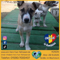 Fröhliches Hundekind sucht Abenteuer