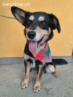 Füli, Mischling, Rüde, geb. 20.10.2023, 52 cm, 20 kg