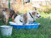 Fulga - ein bisschen schüchtern aber sehr freundlich