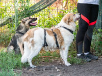 Fulga - ein bisschen schüchtern aber sehr freundlich