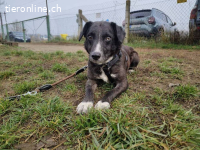 Fulöp – Tierheim Tamási