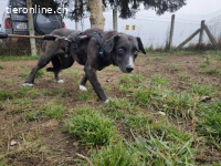 Fulöp – Tierheim Tamási