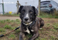 Fulöp – Tierheim Tamási