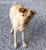 Funny, w./kastr., geb. ca. 2024, Grösse: ca. 45 cm/15 kg