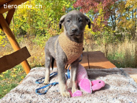 FUSILLI, hübscher Mischlingsbub, ca. 3,5 Monate, 39cm, 7,4kg