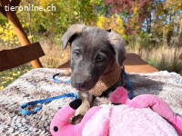 FUSILLI, hübscher Mischlingsbub, ca. 3,5 Monate, 39cm, 7,4kg