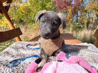 FUSILLI, hübscher Mischlingsbub, ca. 3,5 Monate, 39cm, 7,4kg