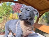 FUSILLI, hübscher Mischlingsbub, ca. 3,5 Monate, 39cm, 7,4kg