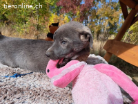 FUSILLI, hübscher Mischlingsbub, ca. 3,5 Monate, 39cm, 7,4kg