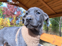 FUSILLI, hübscher Mischlingsbub, ca. 3,5 Monate, 39cm, 7,4kg